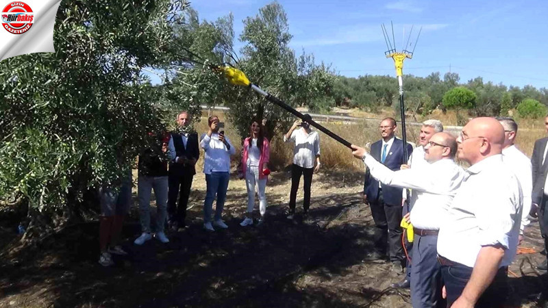 Ayvalık'ta ilk zeytin hasadını Balıkesir Valisi İsmail Ustaoğlu yaptı
